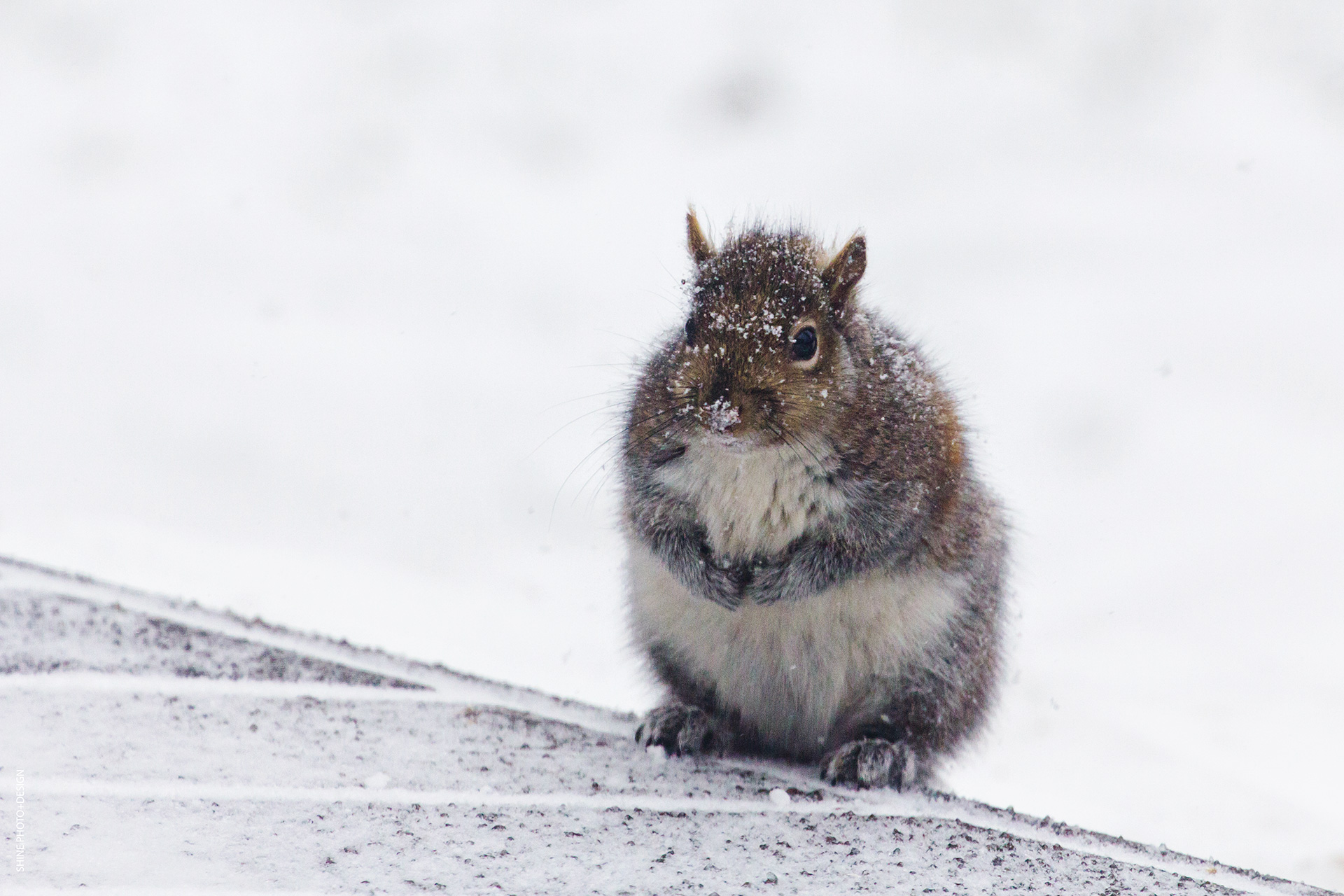 snowy squirrel by SHINE PhotoDesign