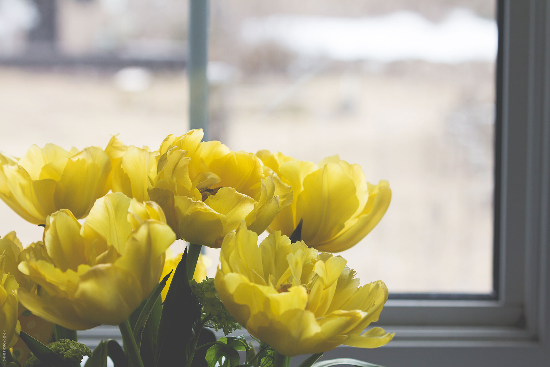 Tulips by SHINE Photo+Design