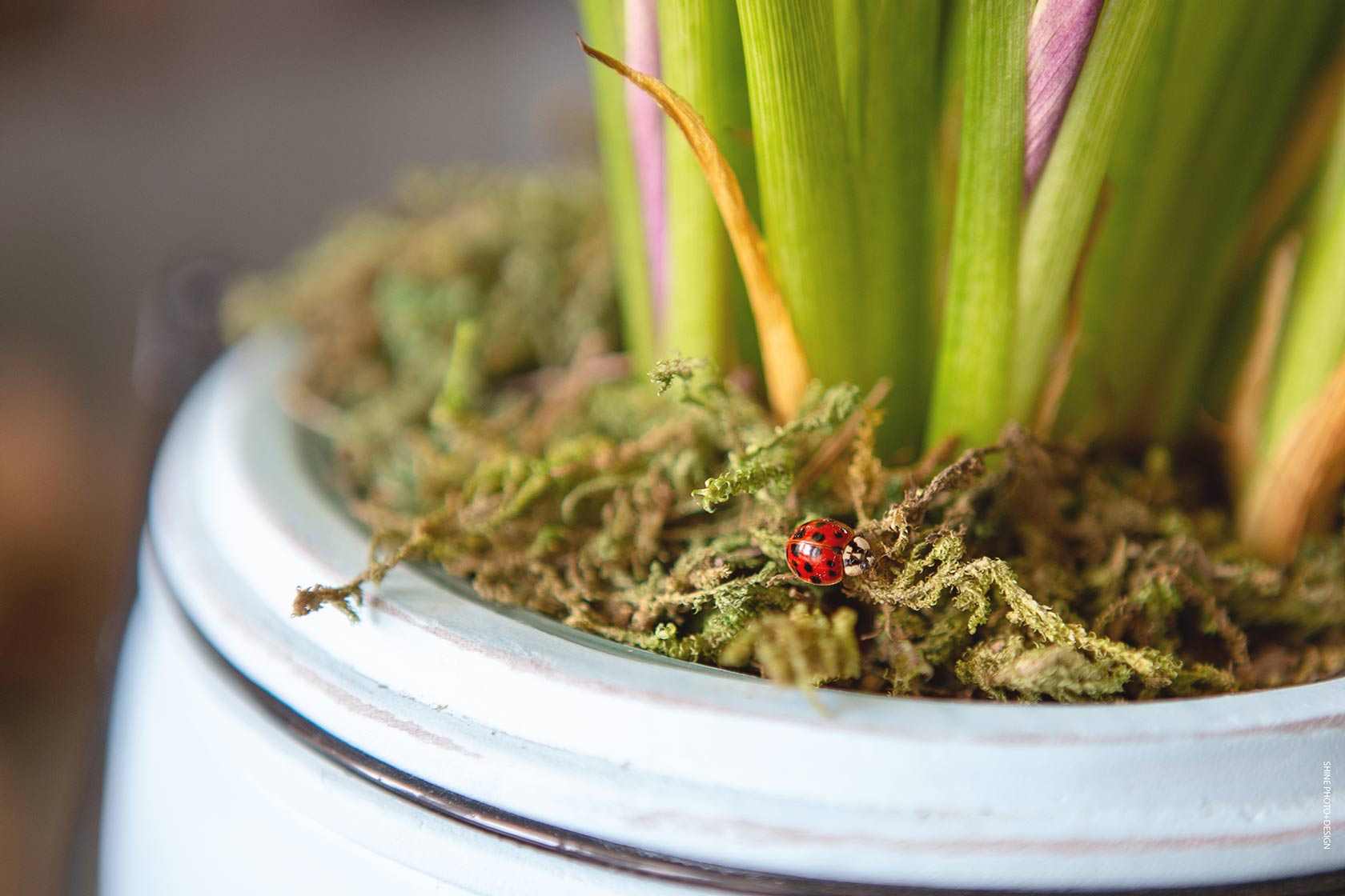 ladybug by SHINE Photo+Design