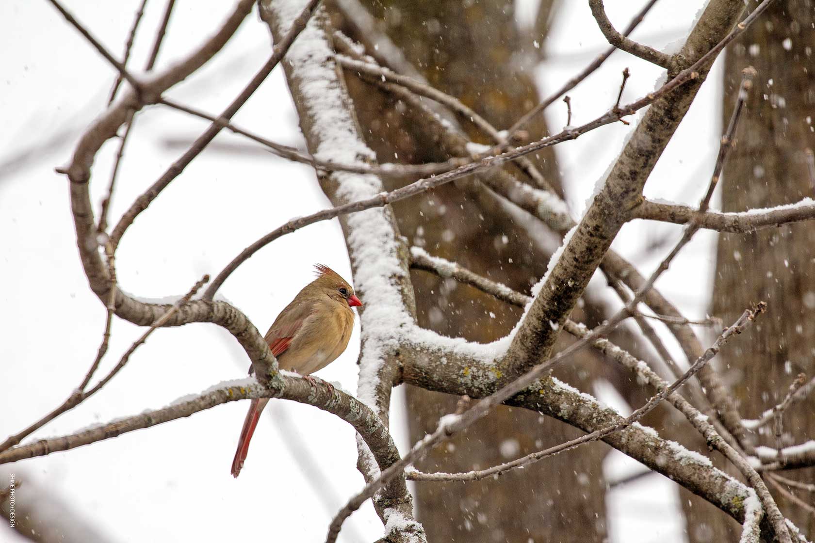 Female Cardinal by SHINE Photo+Design