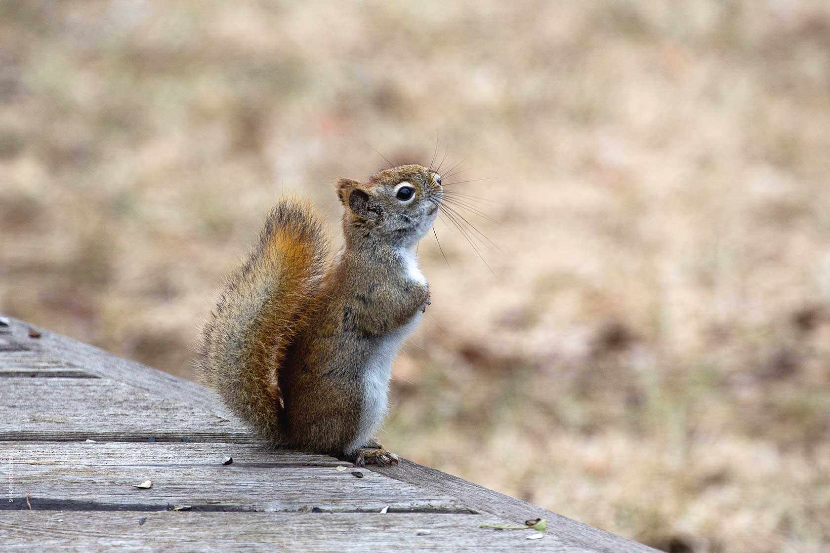 American Red Squirrel by SHINE Photo+Design