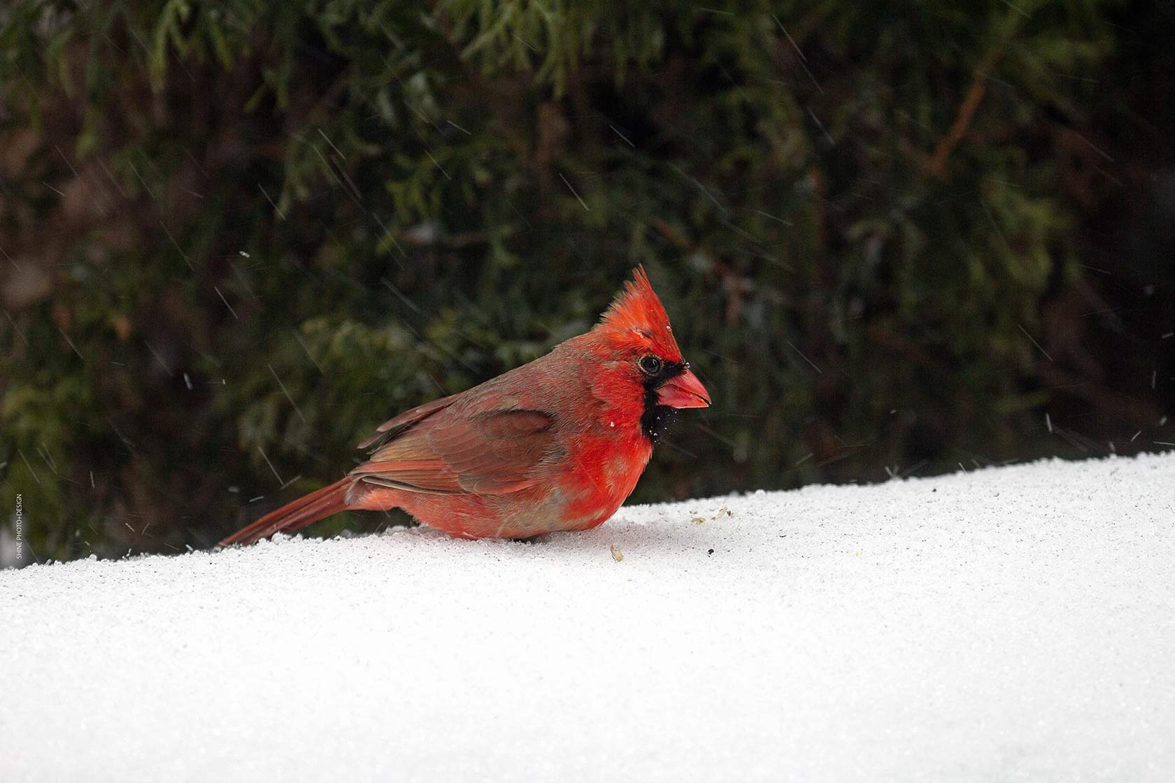 Cardinal in the Snow by SHINE Photo+Design
