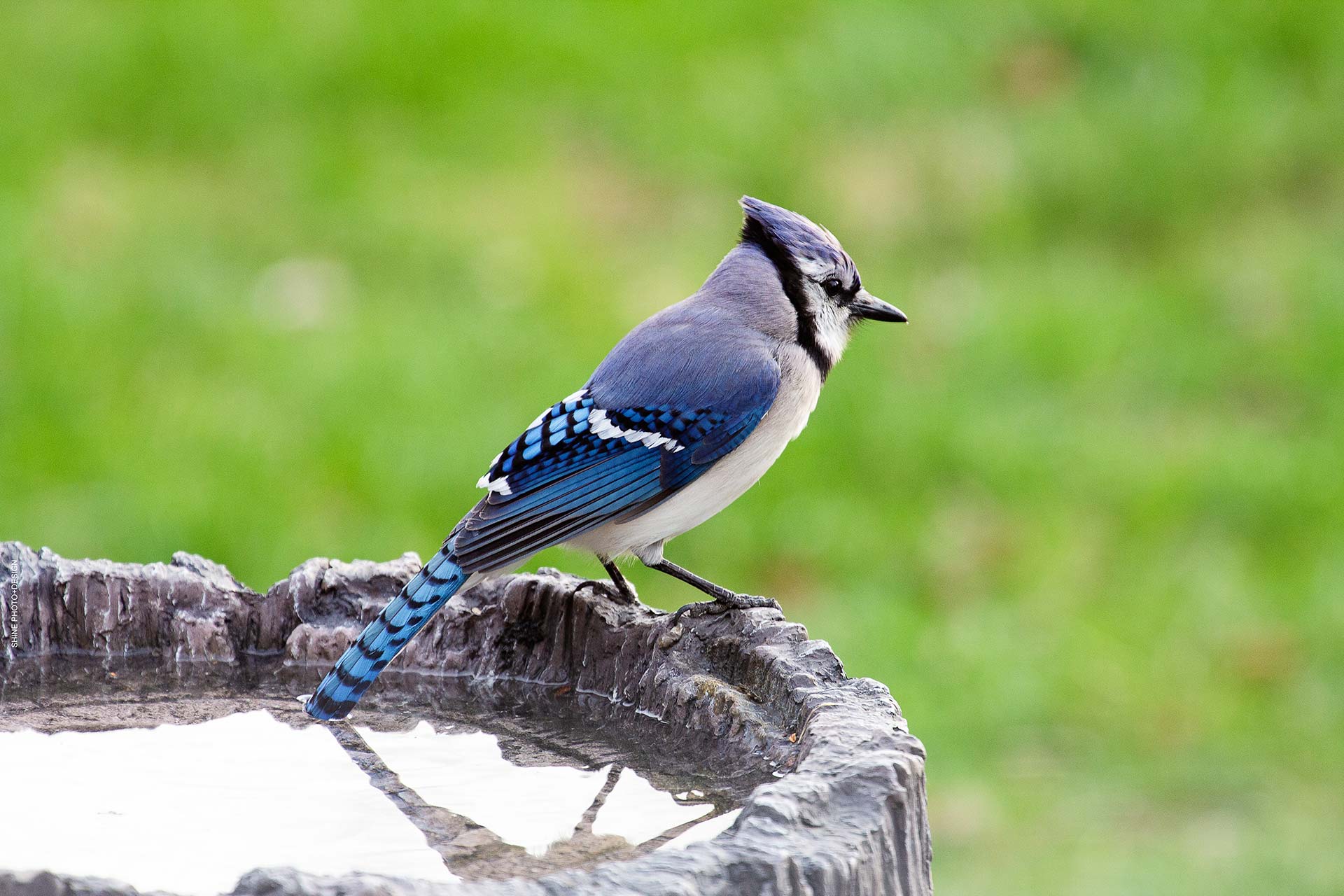 Blue Jay by SHINE Photo+Design