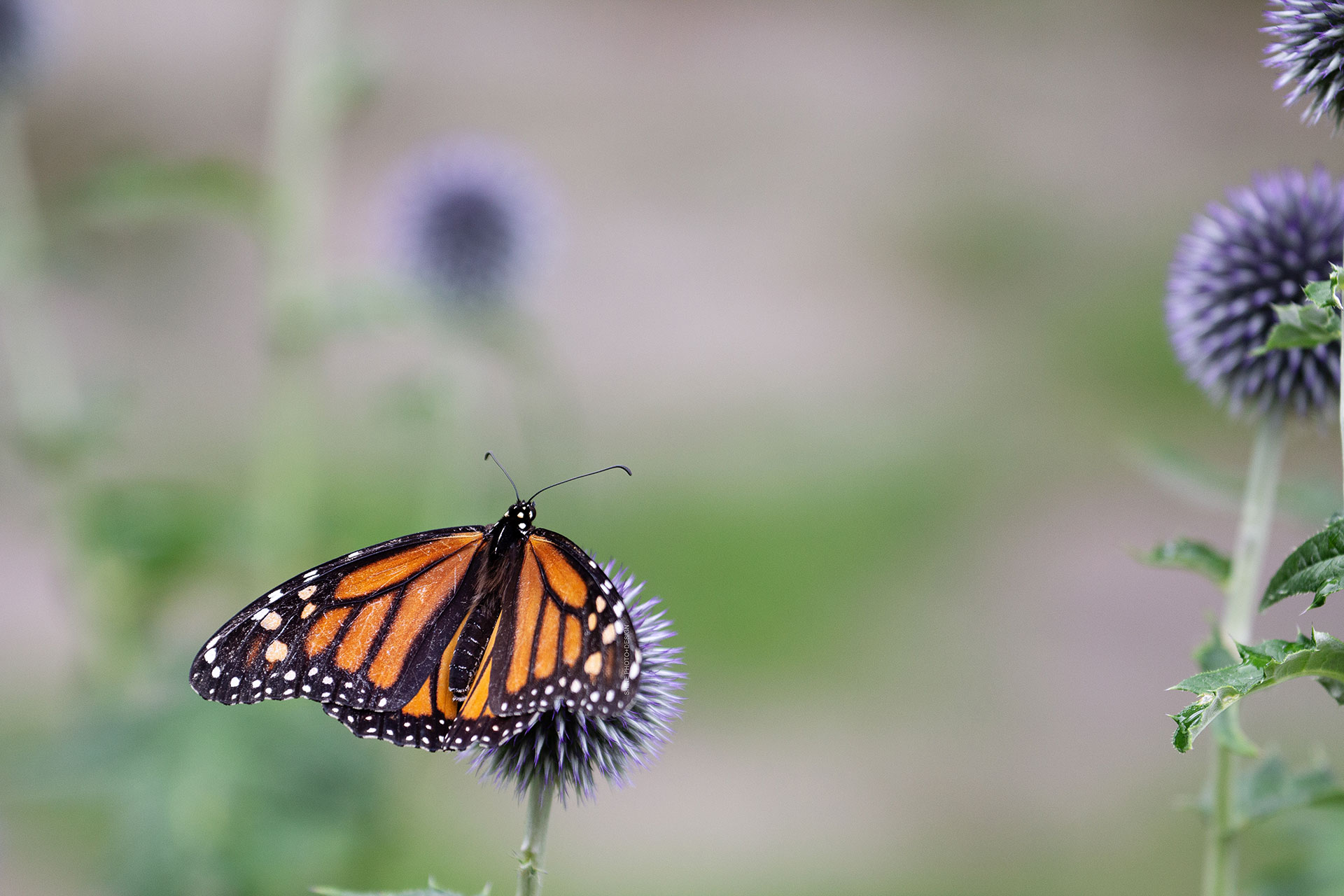 Monarch on Globe Thistle by SHINE Photo+Design