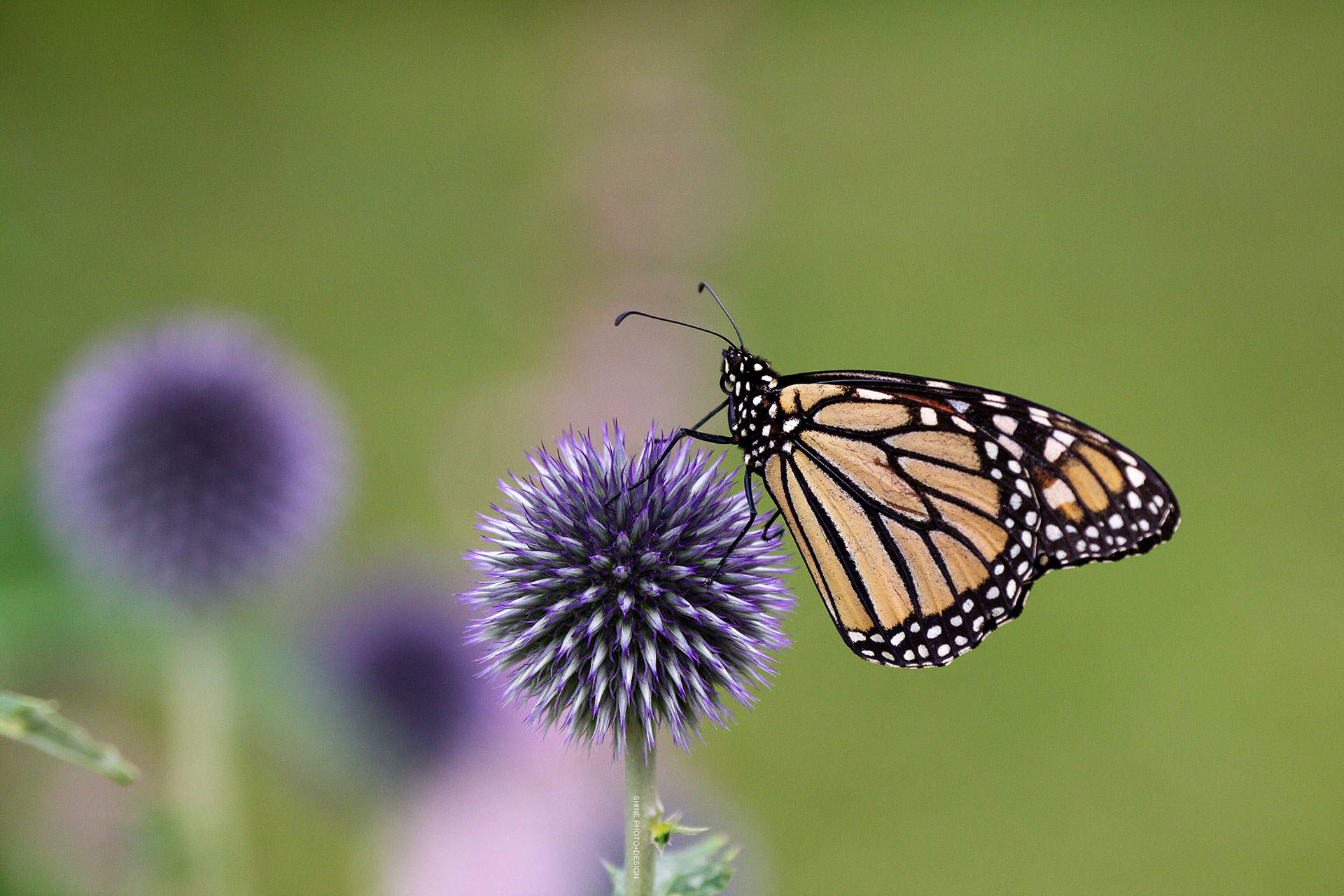 Monarch on Globe Thistle by SHINE Photo+Design