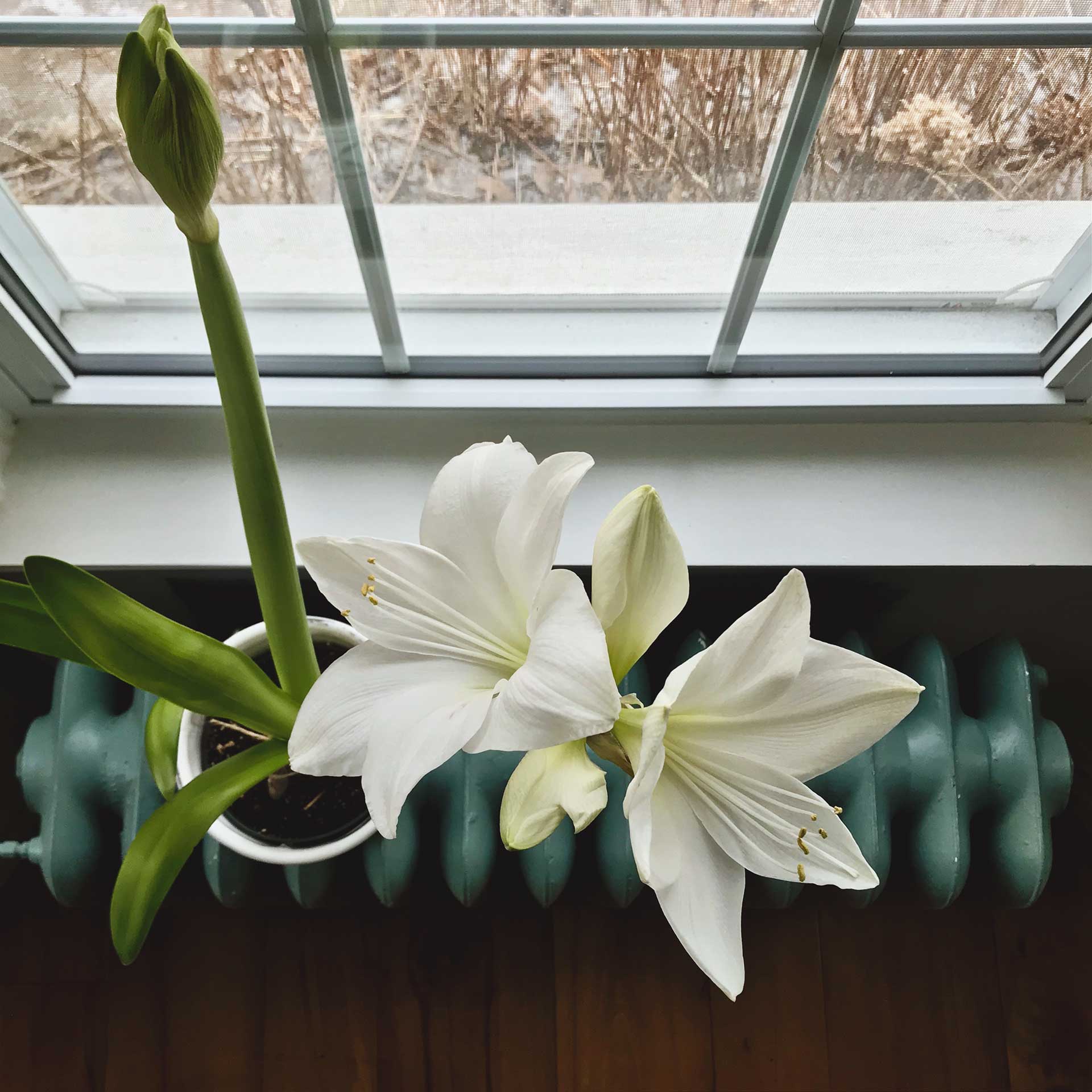 Amaryllis in Bloom by Shine Photo Design
