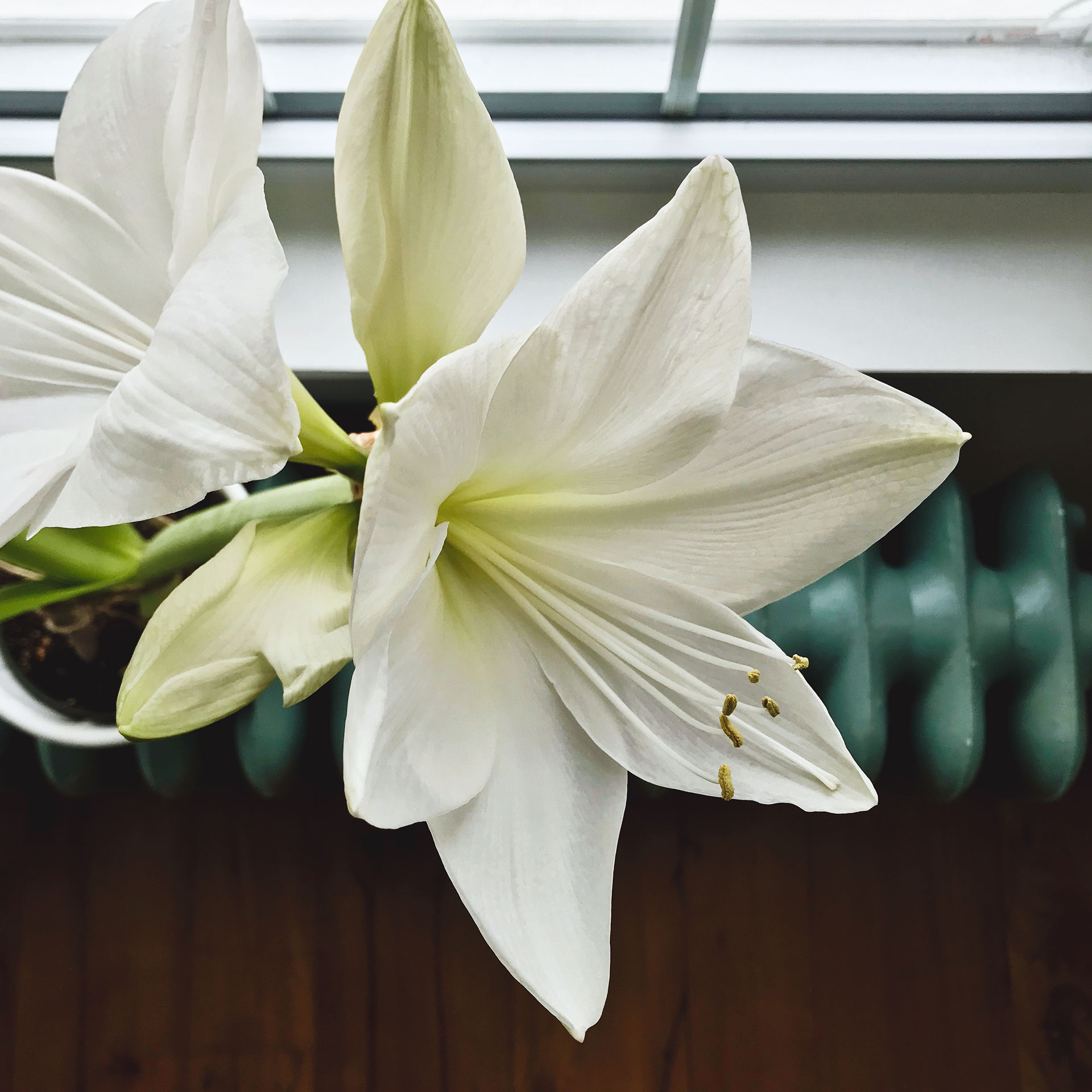 Amaryllis in Bloom by Shine Photo Design