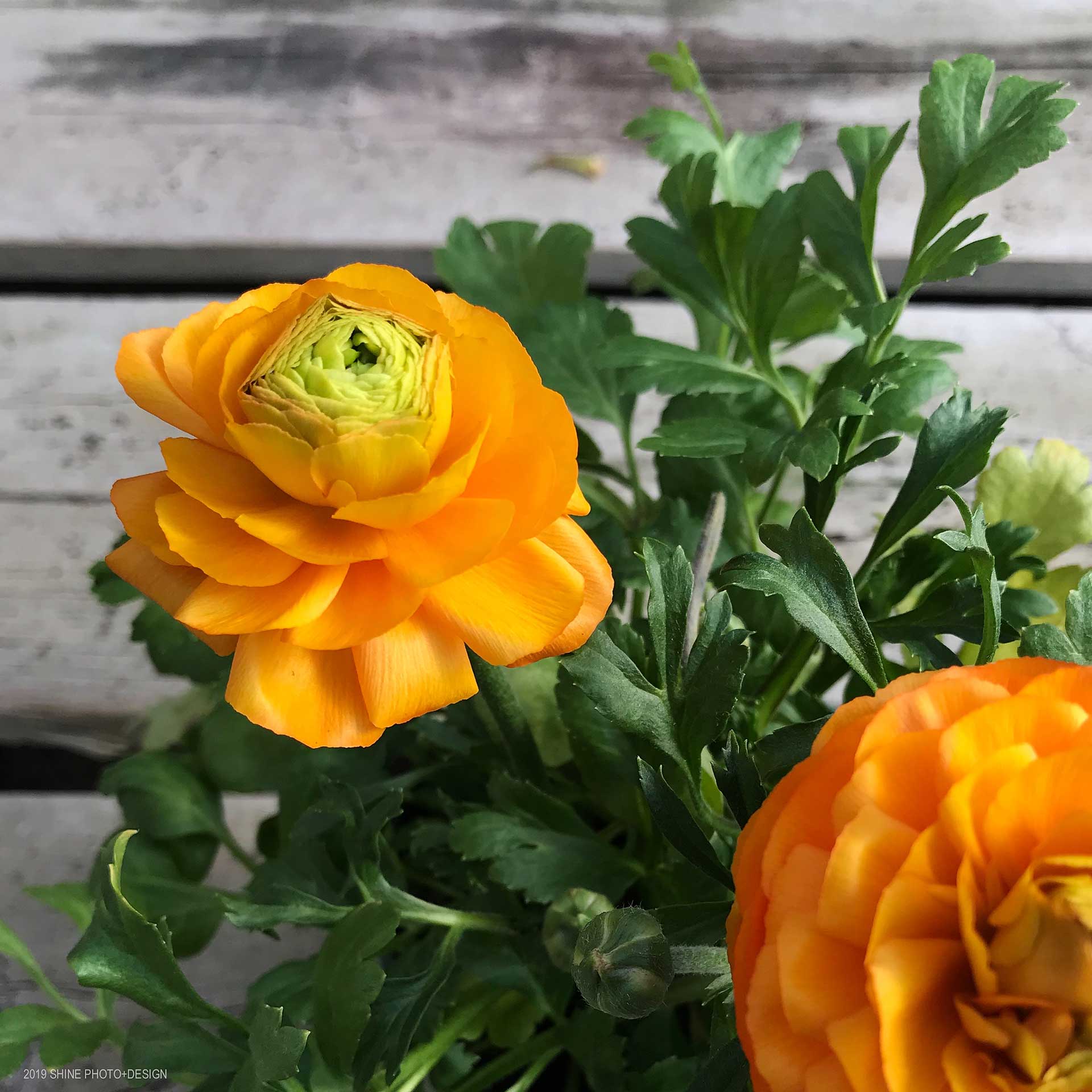 Ranunculus by Shine Photo Design