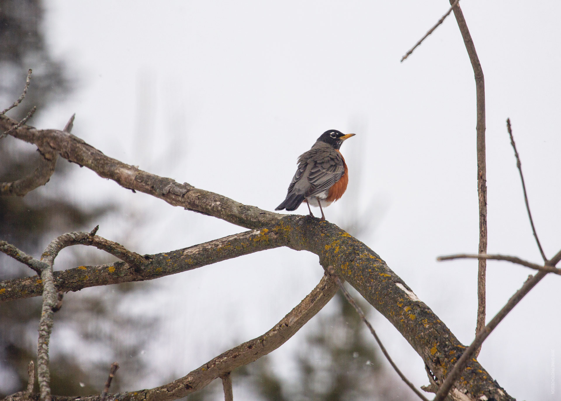 Robin by Shine Photo Design