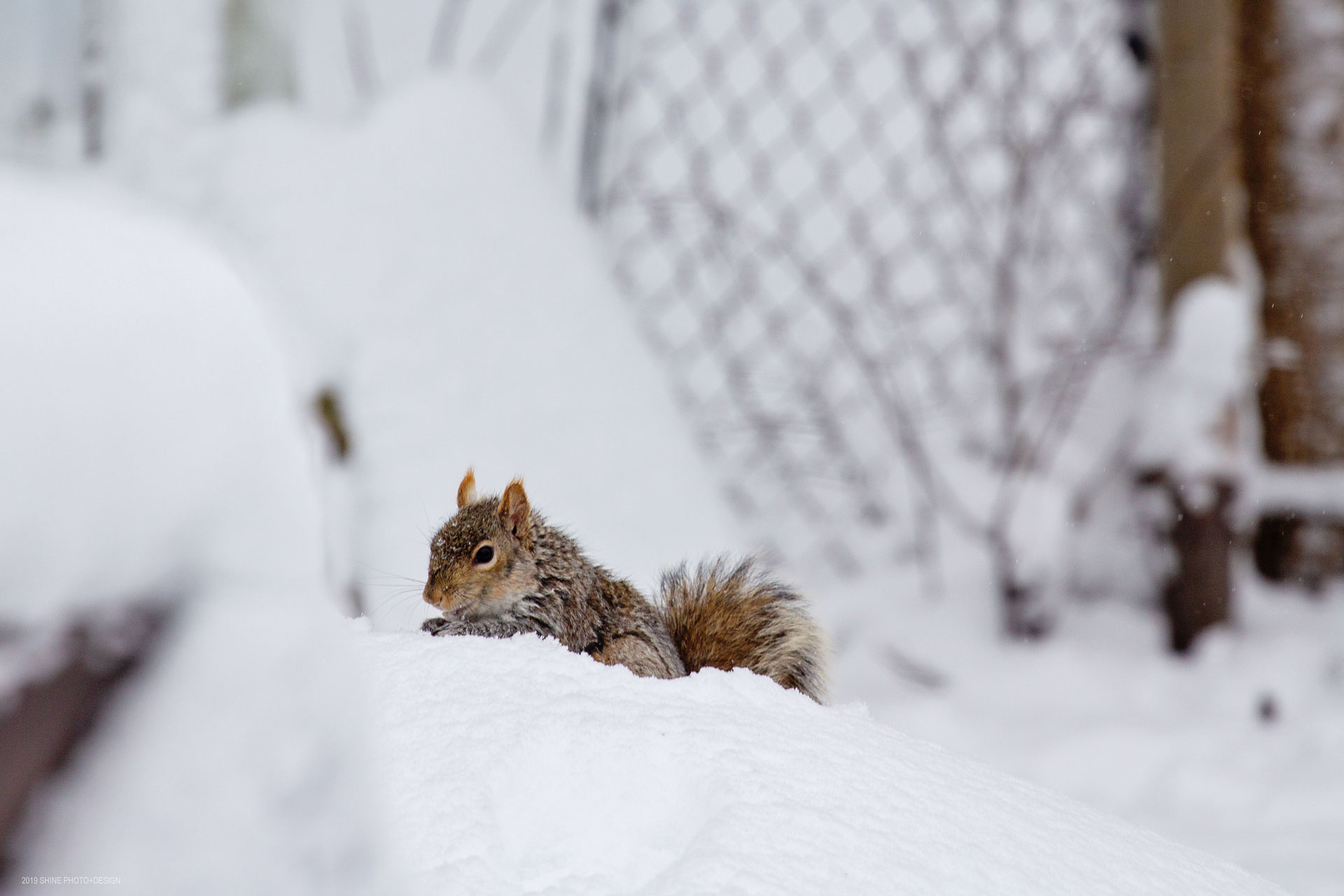 Winter Squirrel by Shine Photo Design